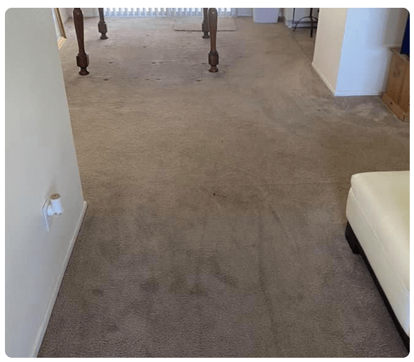 Carpet Cleaning Evandale